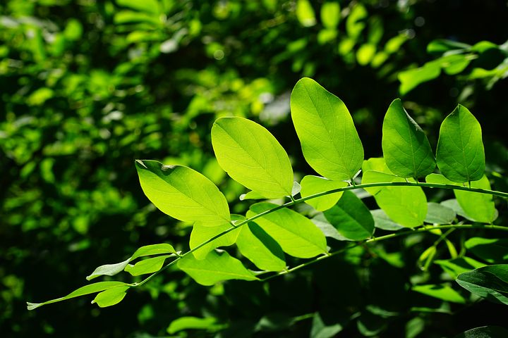 背景 壁纸 绿色 绿叶 树叶 植物 桌面 720_480图片