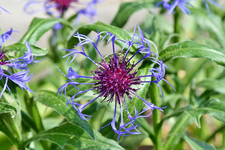 2018-05-18 2494 应用 来自:pixabay阿尔卑斯山矢车菊矢车菊蒙大拿州
