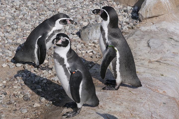 20-10-49    应用 来自:pixabay动物企鹅驴企鹅