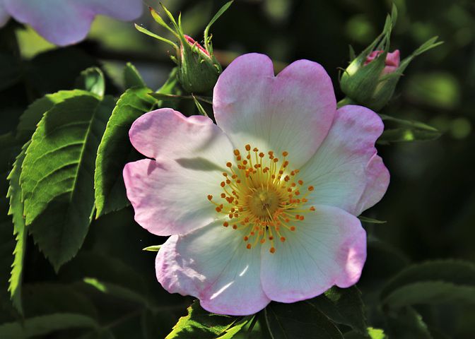 wild-rose-4252054__480.jpg